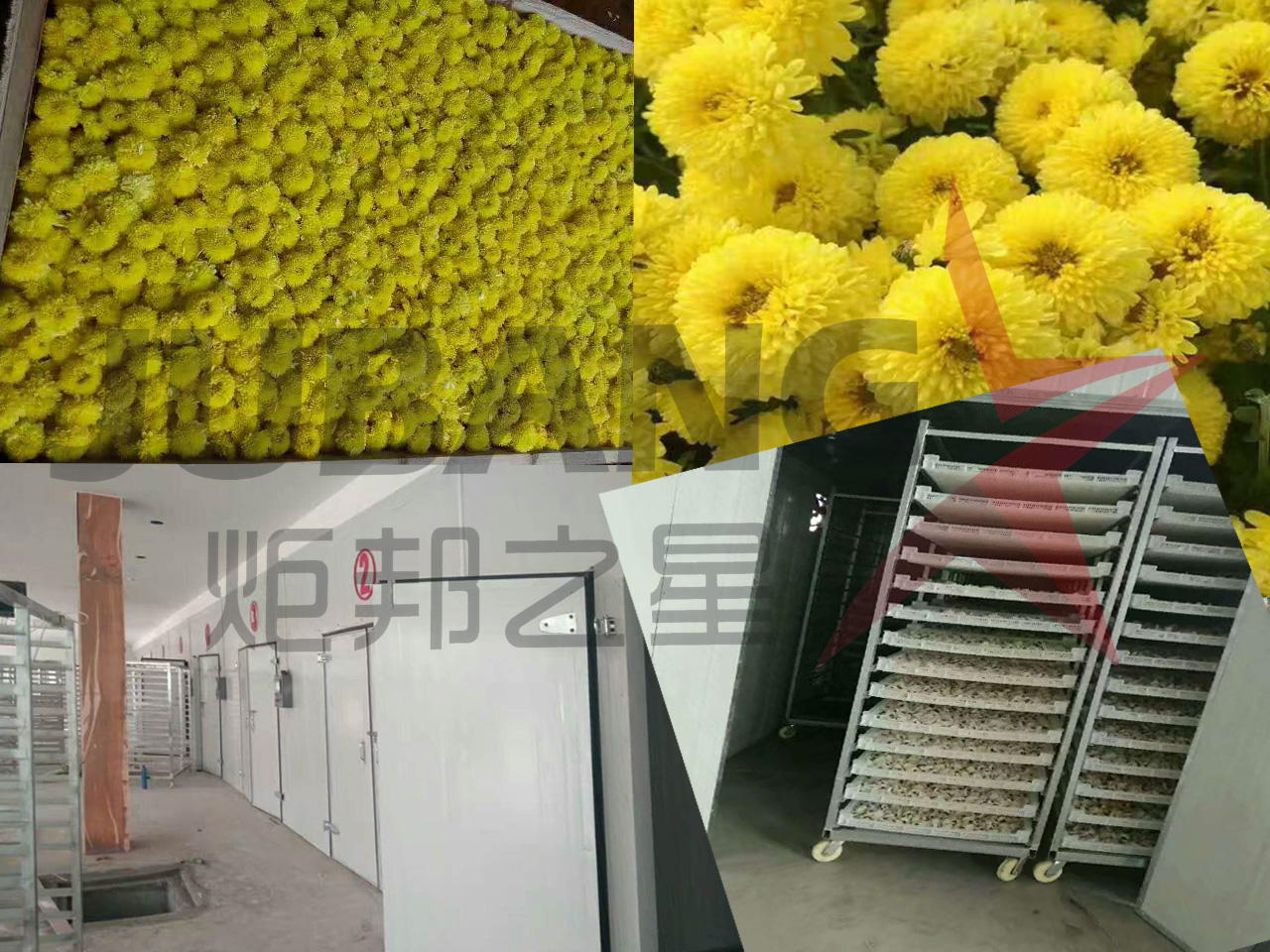 菊花烘干工程 菊花烘干工程