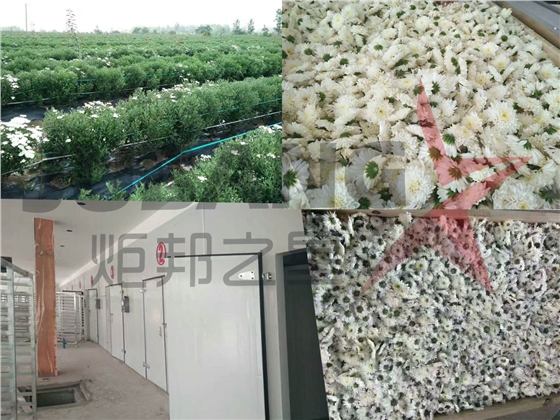 菊花烘干工程 菊花烘干工程