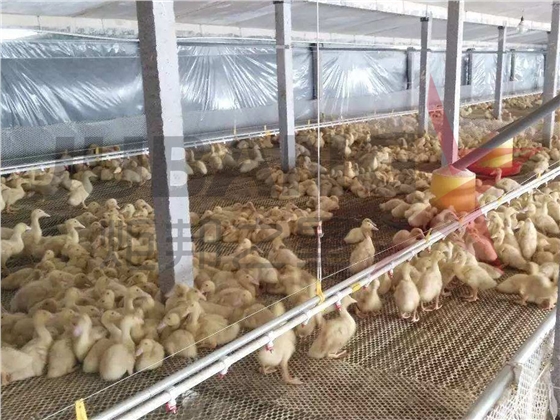 鸭舍供暖工程 鸭舍供暖工程
