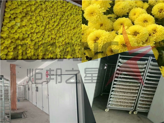 菊花烘干工程 菊花烘干工程